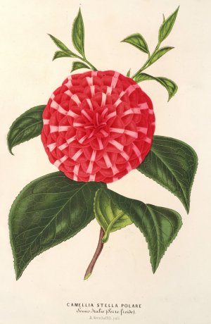 Camellia Stella polare by Charles Antoine Lemaire Oil Painting