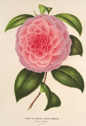 Camellia Teresita Canzio Garibaldi by Charles Antoine Lemaire Oil Painting