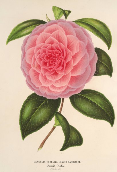 Camellia Teresita Canzio Garibaldi  by Charles Antoine Lemaire - Hand-Painted Oil Painting Reproduction
