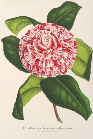 Camellia tricolor imbricata plena Oil painting by Charles Antoine Lemaire
