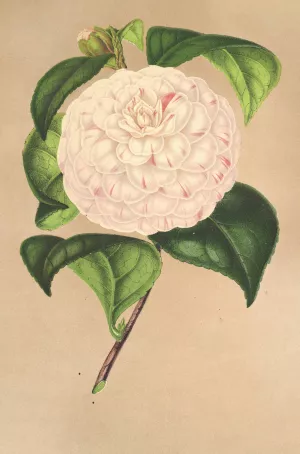 Camellia Vesillo dell'Arno by Charles Antoine Lemaire Oil Painting