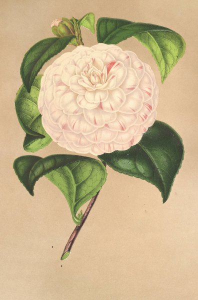 Camellia Vesillo dell'Arno  by Charles Antoine Lemaire - Hand-Painted Oil Painting Reproduction