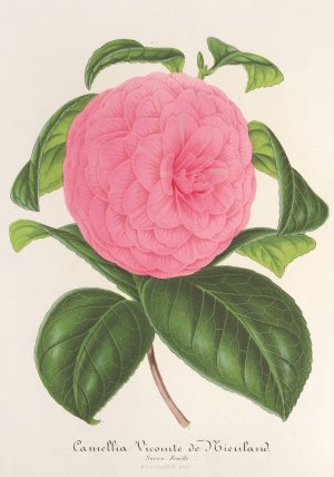 Camellia Vicomte de Nieuland by Charles Antoine Lemaire Oil Painting