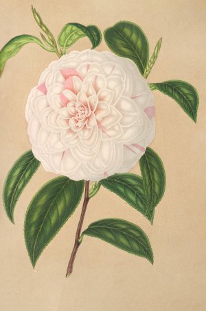 Camellia Virginia Franco by Charles Antoine Lemaire Oil Painting