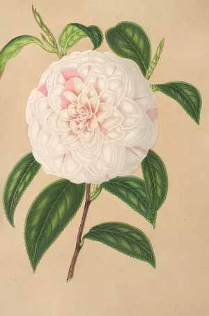 Camellia Virginia Franco by Charles Antoine Lemaire Oil Painting
