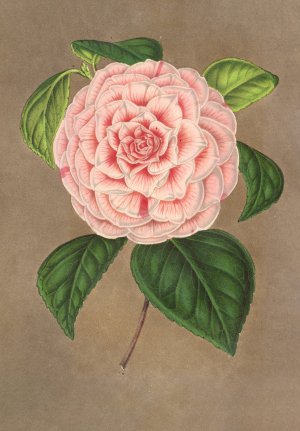 Camellia Vittorio Emmanuele II by Charles Antoine Lemaire Oil Painting