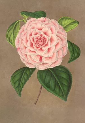 Camellia Vittorio Emmanuele II by Charles Antoine Lemaire Oil Painting