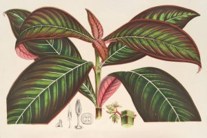 Campylobotrys Ghiesbreghtii by Charles Antoine Lemaire Oil Painting