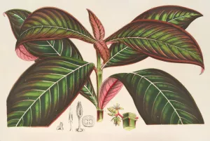 Campylobotrys Ghiesbreghtii by Charles Antoine Lemaire Oil Painting