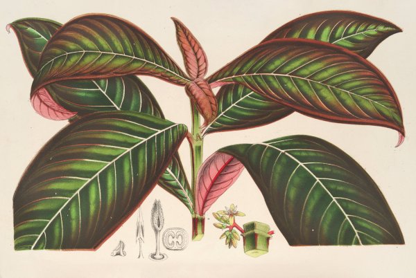 Campylobotrys Ghiesbreghtii  by Charles Antoine Lemaire - Hand-Painted Oil Painting Reproduction