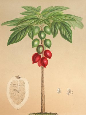 Carica erythrocarpa by Charles Antoine Lemaire Oil Painting