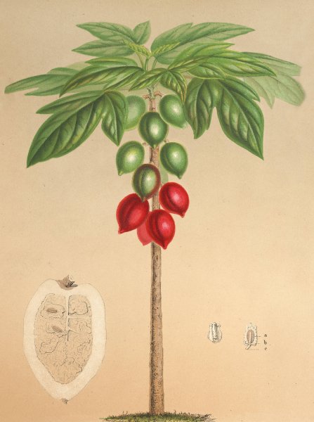 Carica erythrocarpa  by Charles Antoine Lemaire - Hand-Painted Oil Painting Reproduction