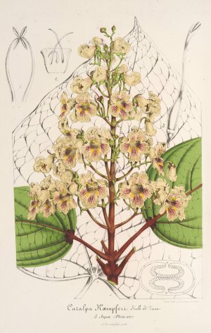 Catalpa Kaempferi by Charles Antoine Lemaire Oil Painting