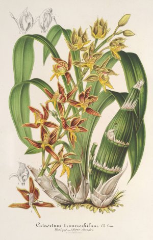 Catasetum trimerochilum by Charles Antoine Lemaire Oil Painting