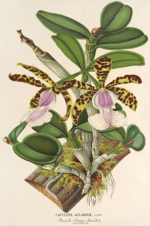 Cattleya Aclandiae by Charles Antoine Lemaire Oil Painting
