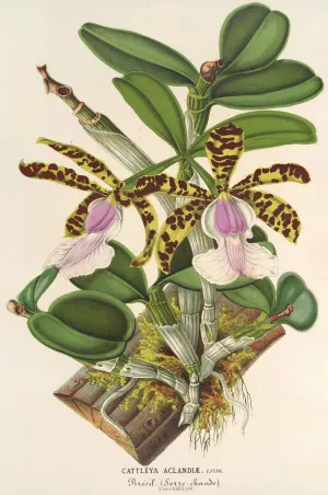 Cattleya Aclandiae by Charles Antoine Lemaire Oil Painting