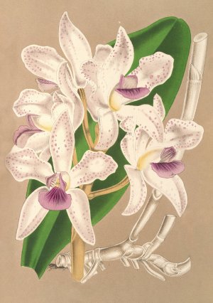 Cattleya amethystoglossa by Charles Antoine Lemaire Oil Painting