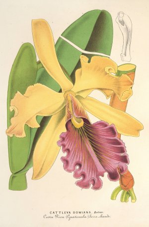 Cattleya Dowiana by Charles Antoine Lemaire Oil Painting