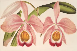Cattleya Eldorado splendens by Charles Antoine Lemaire Oil Painting