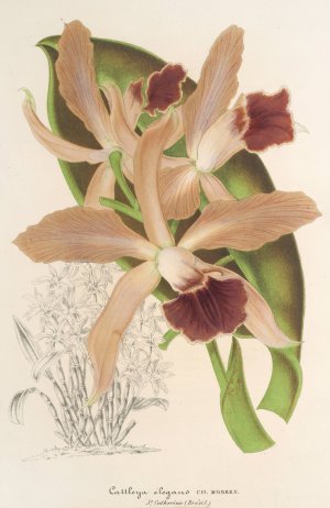 Cattleya elegans Ch. Morren by Charles Antoine Lemaire Oil Painting