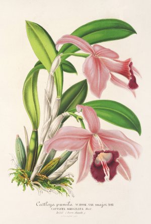 Cattleya pumila by Charles Antoine Lemaire Oil Painting