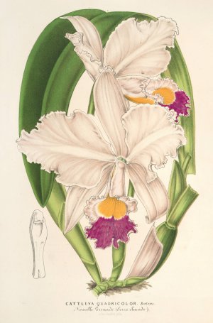 Cattleya quadricolor by Charles Antoine Lemaire Oil Painting