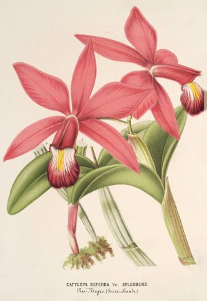 Cattleya superba, var. splendens by Charles Antoine Lemaire Oil Painting
