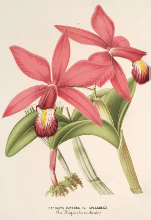 Cattleya superba, var. splendens Oil painting by Charles Antoine Lemaire