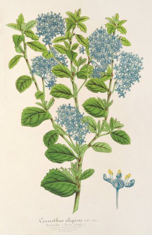 Ceanothus elegans by Charles Antoine Lemaire Oil Painting