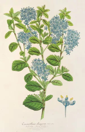 Ceanothus elegans by Charles Antoine Lemaire Oil Painting