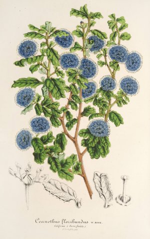 Ceanothus floribundus by Charles Antoine Lemaire Oil Painting