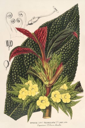Centrosolenia bullata by Charles Antoine Lemaire Oil Painting