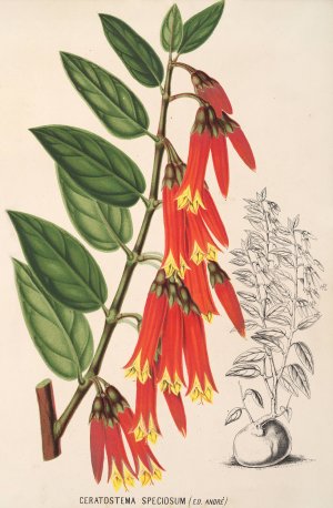 Ceratostema speciosum by Charles Antoine Lemaire Oil Painting