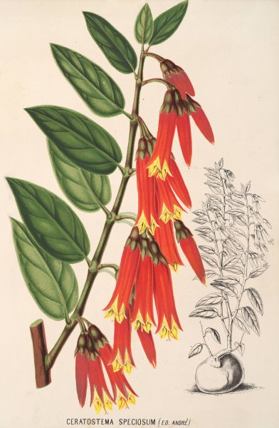 Ceratostema speciosum  by Charles Antoine Lemaire - Hand-Painted Oil Painting Reproduction