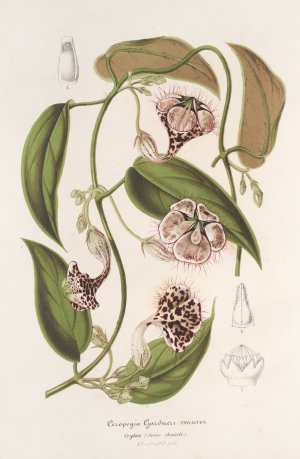 Ceropegia Gardneri Thwaites by Charles Antoine Lemaire Oil Painting