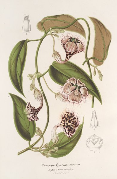 Ceropegia Gardneri Thwaites  by Charles Antoine Lemaire - Hand-Painted Oil Painting Reproduction