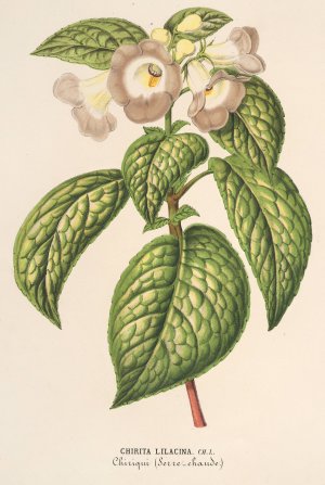 Chirita lilacina by Charles Antoine Lemaire Oil Painting