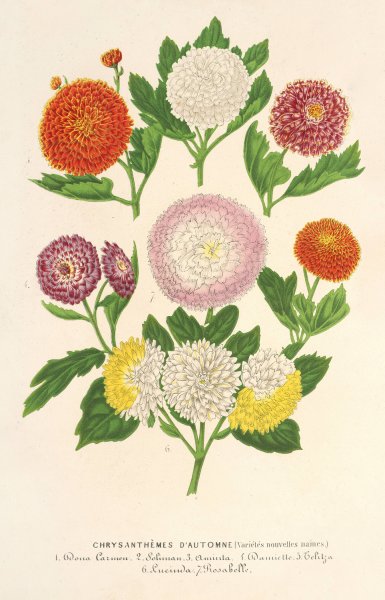 Chrysanthemes d'automne  by Charles Antoine Lemaire - Hand-Painted Oil Painting Reproduction