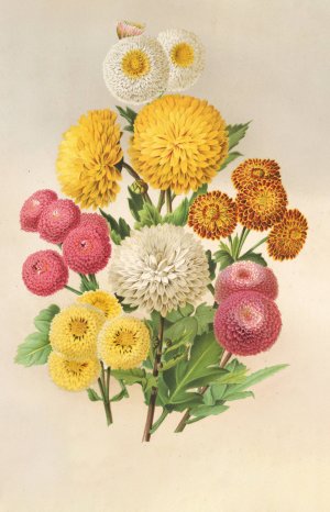 Chrysanthemes d'automne Oil painting by Charles Antoine Lemaire
