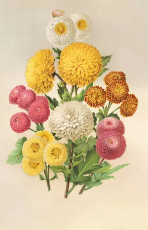 Chrysanthemes d'automne Oil painting by Charles Antoine Lemaire