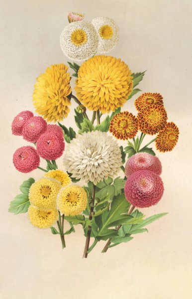 Chrysanthemes d'automne by Charles Antoine Lemaire - Hand-Painted Oil Painting Reproduction
