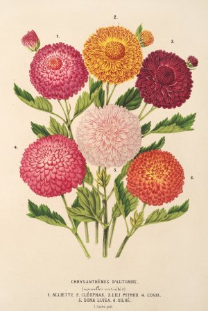 Chrysanthemes d'automne by Charles Antoine Lemaire Oil Painting