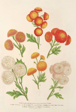 Chrysanthemes by Charles Antoine Lemaire Oil Painting
