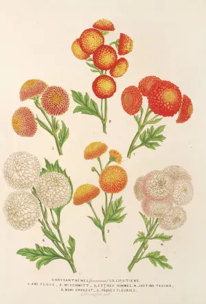 Chrysanthemes by Charles Antoine Lemaire Oil Painting