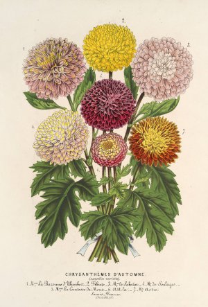 Chrysanthemes nains d'automne by Charles Antoine Lemaire Oil Painting