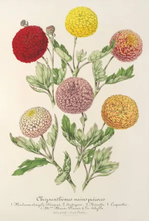 Chrysanthemes nains precoces Oil painting by Charles Antoine Lemaire