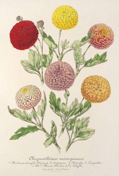 Chrysanthemes nains precoces  by Charles Antoine Lemaire - Hand-Painted Oil Painting Reproduction