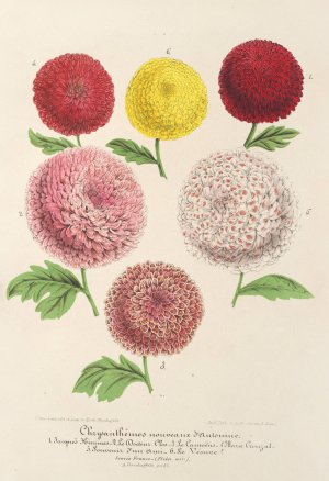 Chrysanthemes nains by Charles Antoine Lemaire Oil Painting