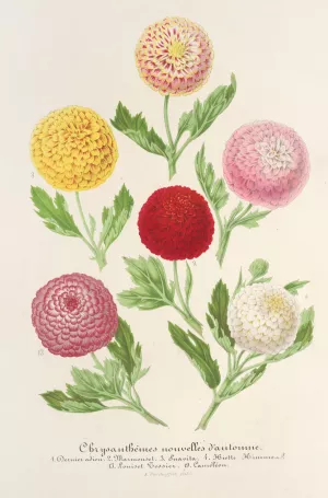 Chrysanthemes nouvelles d'automne by Charles Antoine Lemaire Oil Painting