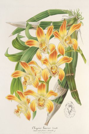 Chysis laevis Oil painting by Charles Antoine Lemaire